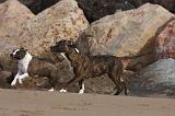AMSTAFF ADULT 259